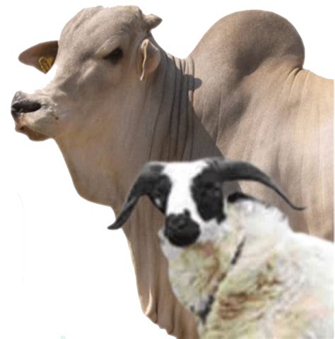 Detail Gambar Sapi Dan Kambing Qurban Png Koleksi Nomer