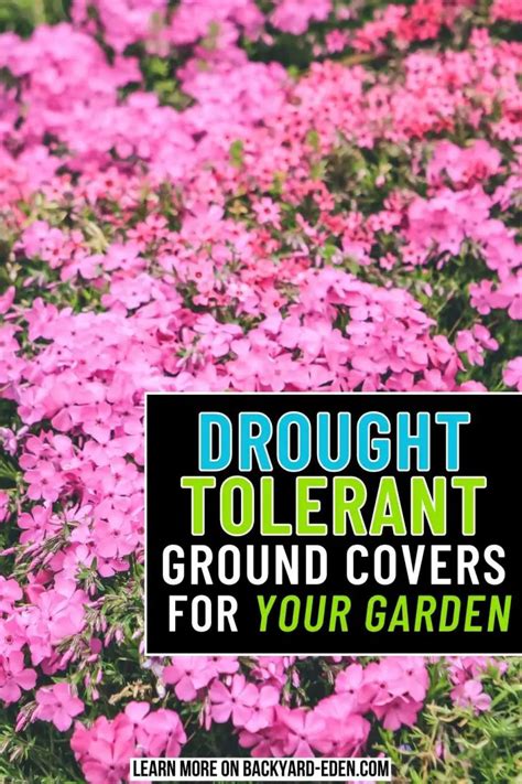 Drought Tolerant Ground Cover Ideas: Beautify Your Garden with Minimal ...