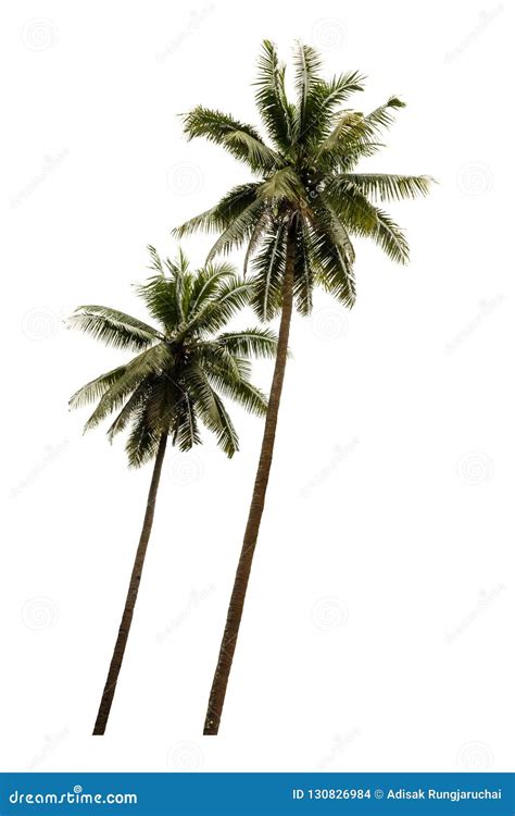 Coconut Tree Isolated On White Background With A High Resolution