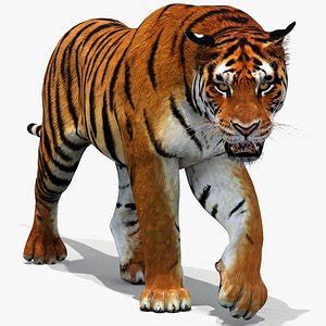 Free 3D Tiger Models | TurboSquid