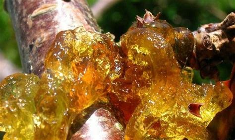 Камедетечение у абрикоса (13 фото): что делать, лечение, на дереве ...