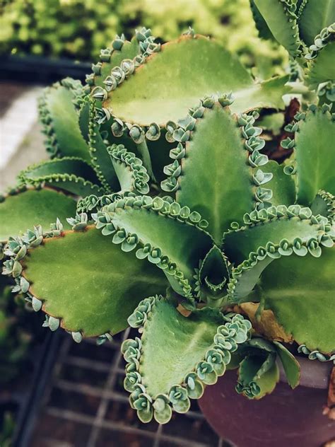 Mother Of Thousands Plant Care And Growing Basics Water Light Soil