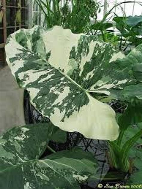 Elephant Ear Plant Bonsai at Eden Disney blog