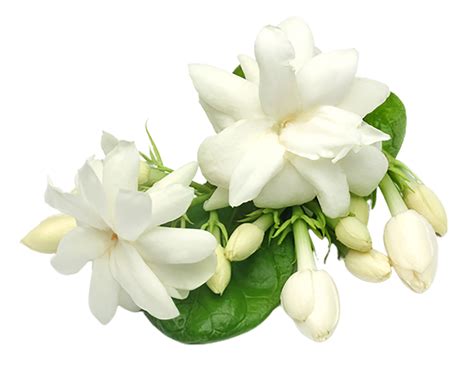 mogar fleur png transparent contexte  png