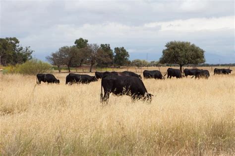Wild Cows Naked Pasture Spring Cows Graze Wild Pasture Dry Stock Photo By Kalyanby