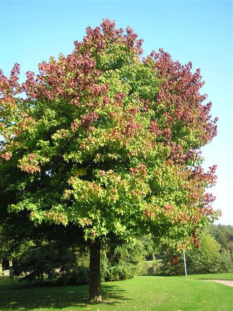 Never Plant This Tree in Your Yard - Best Trees To Plant
