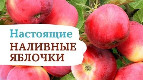 Яблоня «Серебряное копытце». То самое наливное яблочко из русских ...