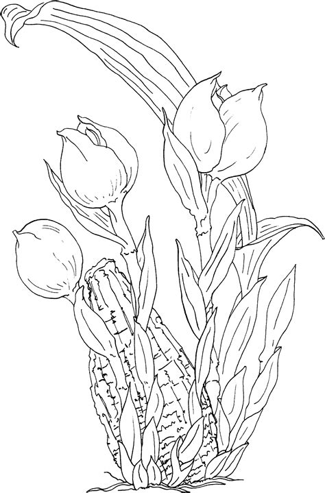 tulip coloring pages 7