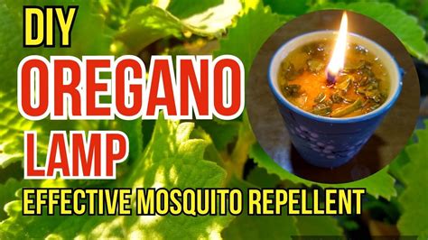 How To Make Oregano Oil Lamp Health Benefits Of Oregano