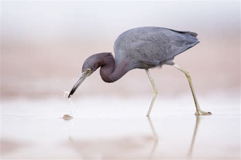 Anna And Nelly Nude Paradisebirds Extra Quality