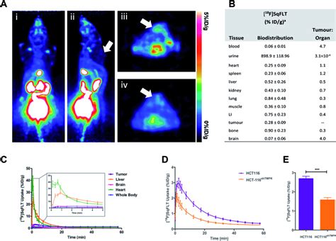 In vivo evaluation of ¹⁸F SqFLT in female BALB c athymic nude mice