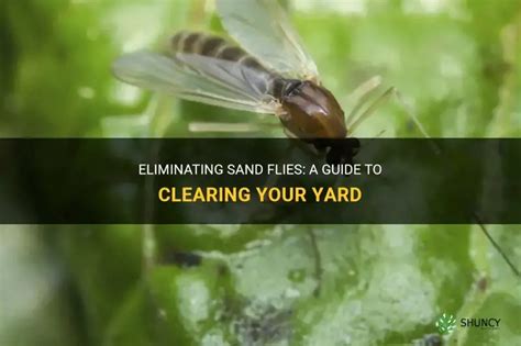 eliminating sand flies  guide  clearing  yard shuncy