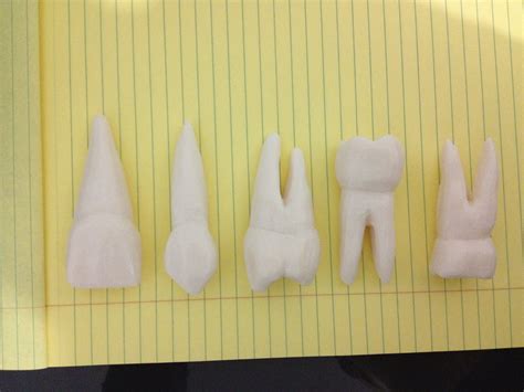Tooth Carving Manual Lab 2