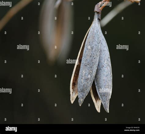 Hanging Seed Pods High Resolution Stock Photography and Images - Alamy