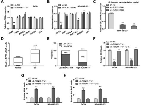 Runx1 It1 Regulates Gpx4 Expression A B Qrt Pcr Analysis Of The