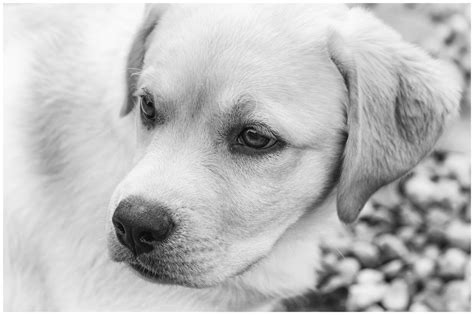 Mindy English Golden Lab B W 2  Black And White