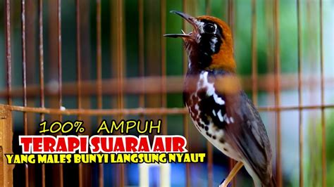 Terapi Anis Kembang Ngeplong Dengan Suara Air Bikin Anis Kembang