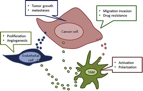 Crosstalk Between Macrophages And Endothelial Cells In The Tumor Microenvironment Molecular Therapy