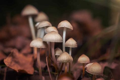Magic Mushroom Identification Michigan