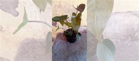 Антуриум Блэк Лав купить в Смоленске | Товары для дома и дачи | Авито