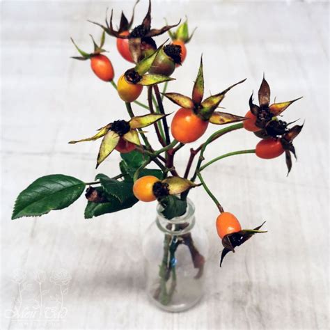 Роза Weisse Wolke - Kordes (Германия) - купить online | Магазин «Мой Сад»