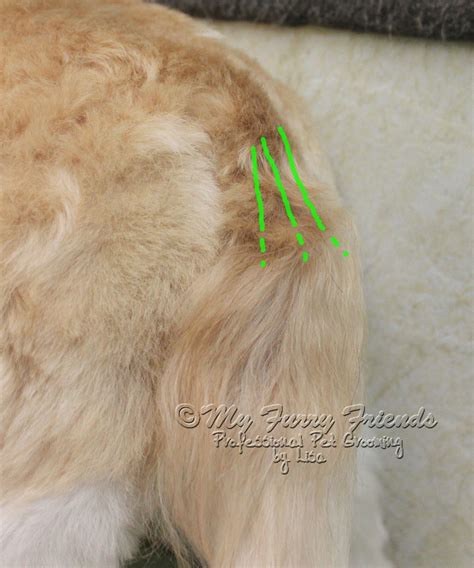 Pet Grooming: The Good, The Bad, & The Furry: Tails, Tails, and More Tails