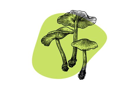 A Trip To The Bedroom The Impact Of Psychedelic Shrooms On Sex Tripsitter