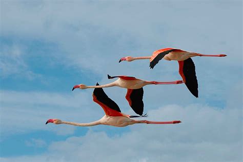 Обыкновенный фламинго – восьмое чудо света. Описание и фото птицы фламинго
