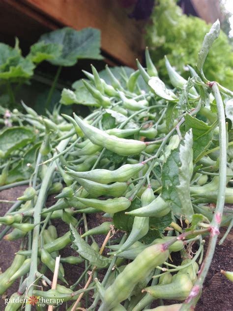 Radish Pods A Tasty Unusual Garden Snack Garden Therapy