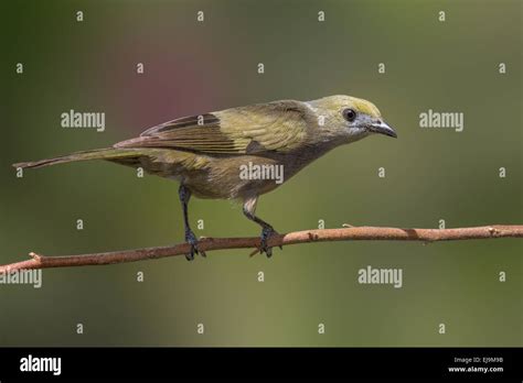 Palm Tanager Hi Res Stock Photography And Images Alamy