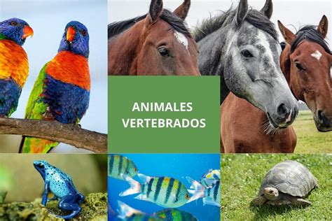 Clasificacion De Animales Vertebrados