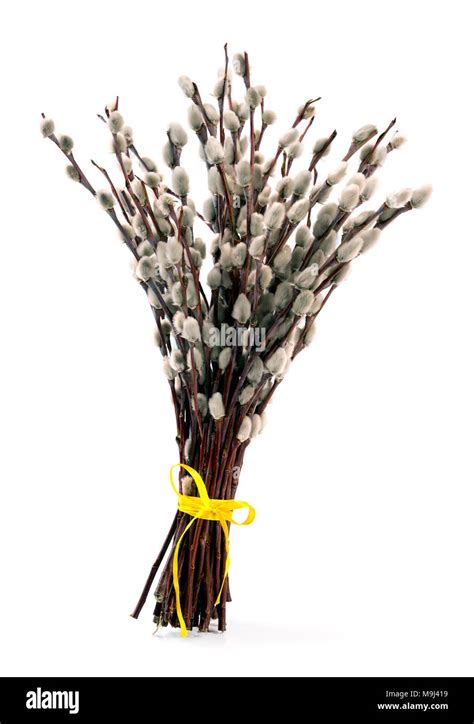 Pussy Willow Bouquet With Yellow Ribbon Isolated On White Background Stock Photo Alamy