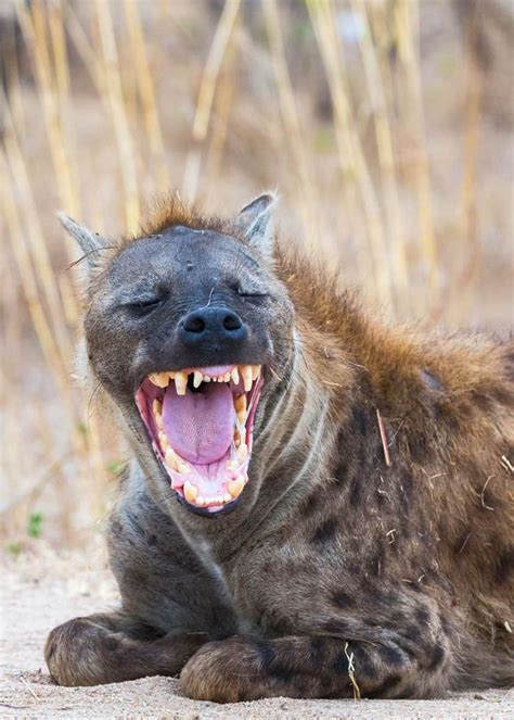 Why Do Hyenas Laugh? Laughing Hyenas 12 Sounds (and What They Mean