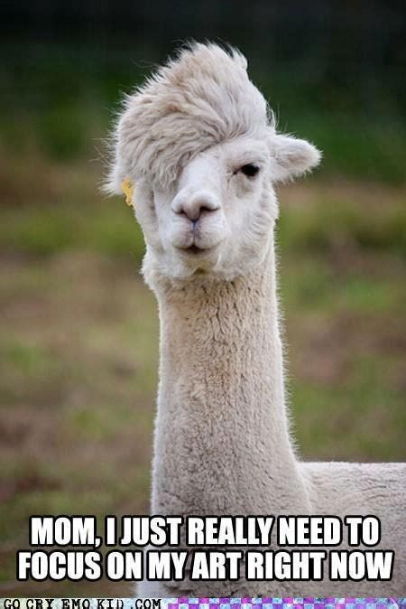 Llamadorable Random Funnies To Make You Smile Funny Animal Memes