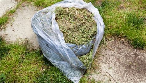 How To Dispose Of Grass Clippings 9 Common Ways How To Dispose