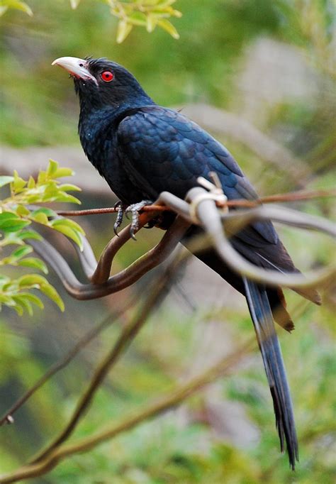 asian koel common koel eudynamys scolopaceus eastern koel koel