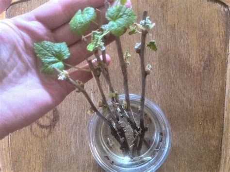 Весной размножаю смородину черенками — делюсь своим опытом | Идеальный ...