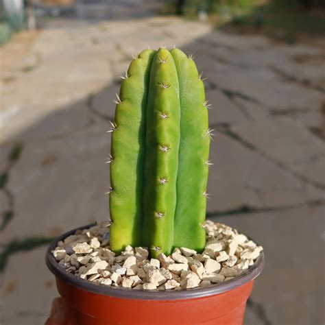 Shop 'San Pedro Cactus - Echinopsis pachanoi' Care and Growing Guide ...