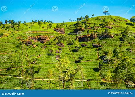 Nuwara Eliya Tea Plantation Stock Image - Image of field, kandy: 316073897