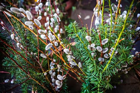 Premium Photo Beautiful Spring Bouquet Of Pussy Willow Branches Close Up