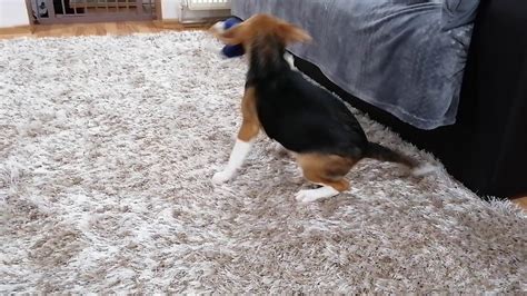 Beagle Puppy Playing With Toy On Sofa Youtube