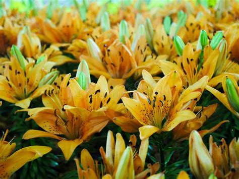 Lilly In The Garden Stock Image Image Of Beauty Pretty 125676121