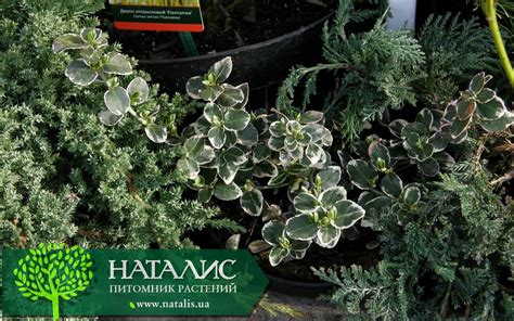 Бересклет Форчуна ‘Emerald Gaiety’ - купить в питомнике растений НАТАЛИС