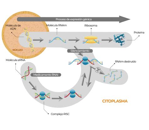 Silenciamiento RNA Sylentis