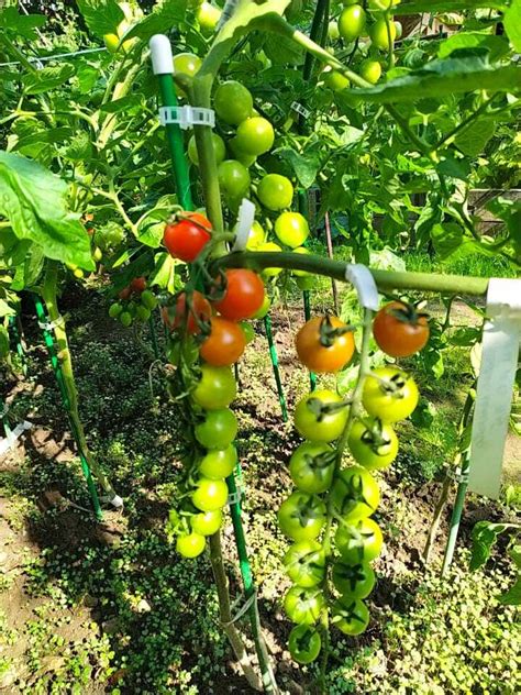 Томат Дачное лакомство (Вкуснотека) из каталога СПЕЦИАЛЬНЫЕ СЕРИИ СЕМЯН ...