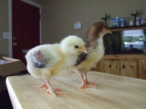 sexing chicks, Faverolle | BackYard Chickens - Learn How to Raise Chickens