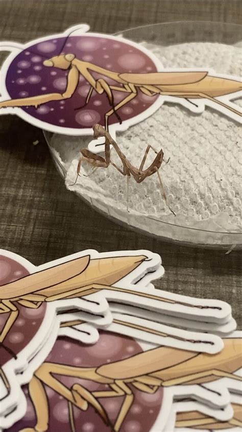 Carolina Praying Mantis Sticker Athena Etsy