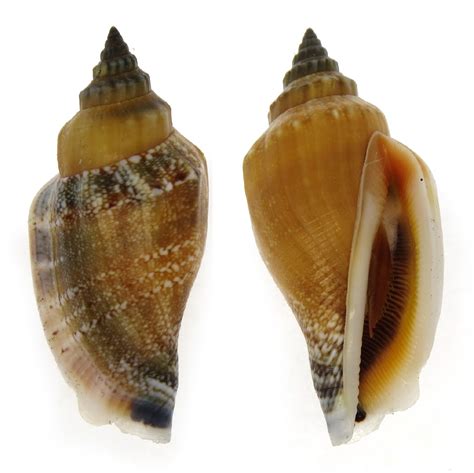 STROMBUS URCEUS STROMBIDAE Specimen Sea Shell Picture TS124467