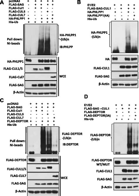 Depletion Of Sagrbx2 E3 Ubiquitin Ligase Suppresses Prostate