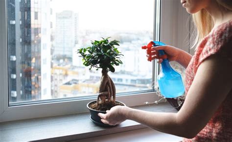 Ficus Ginseng Des Conseils Pour Lentretien